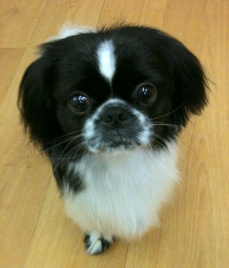 Japanese Chin Shih Tzu Mix