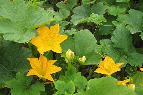 Pumpkin Leaves Naturally Grown In Home Yard Pumpkin Leaves Etsy