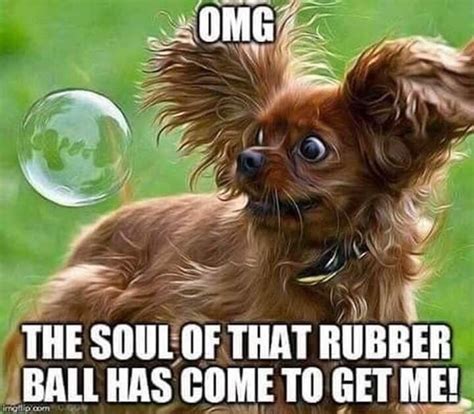 Pin By Christine Glynn On My Humor Funny Animals Cute Animals Funny