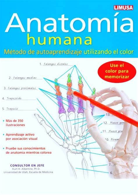 Pin On Anatomía Humana