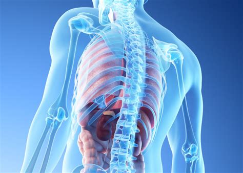 Nicht nur rückenerkrankungen, auch erkrankungen innerer organe führen zu. Welche Organe liegen links im Rücken? • Medizinspektrum.de