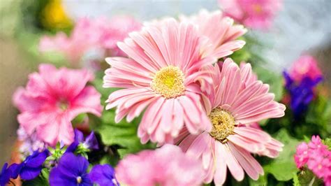 Free pink flowers background photos. Pink Flower Desktop Wallpaper ·① WallpaperTag