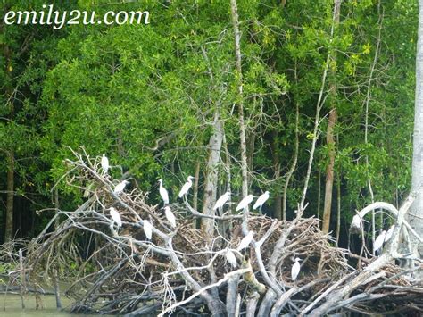 Kuala gula bird sanctuary overview. Kuala Gula Bird Sanctuary | From Emily To You