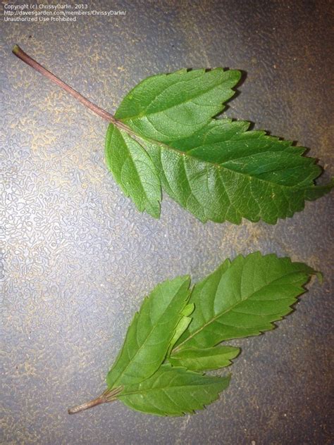 Plant Identification Closed Set F Three Shiny Green Serrated Leaves