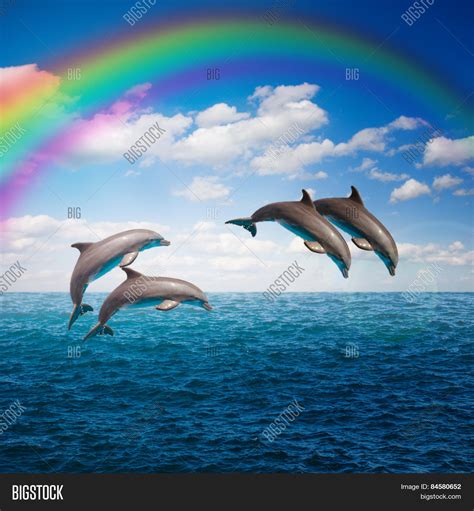 Pack Jumping Dolphins Image And Photo Free Trial Bigstock