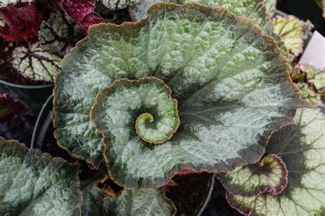 Spiral Leaf Begonia Plant ~ Nature Photos ~ Creative Market