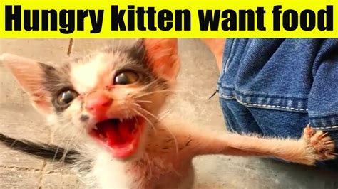 Hungry Kitten Wants Food Cat World Youtube