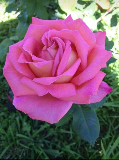Pin De D Singh Em Rose Bela Rosa Rosas Todas As Flores