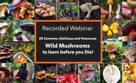 Recorded Webinar 20 Common Poisonous Medicinal And Delicious Wild