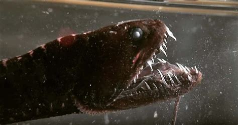 20 Facts About Black Dragonfish To Know What This Creature Is