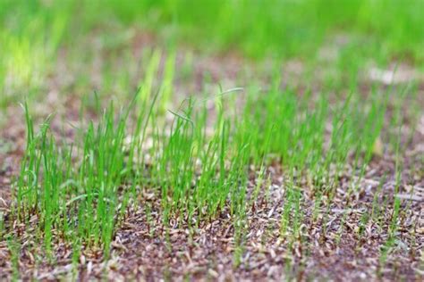Tips For Growing Grass By Seed Simply Savvy Budget Direct