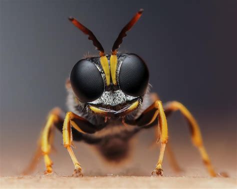 Concurso Inédito Elege As Melhores Fotos De Insetos De 2020 Revista