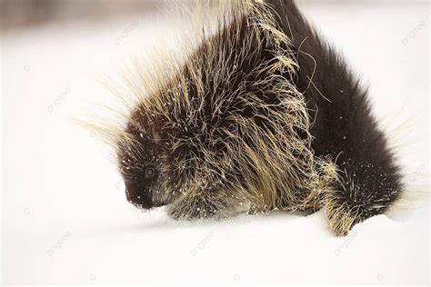 A Cold Porcupine In Winter Year Round Species Horizontal Photo