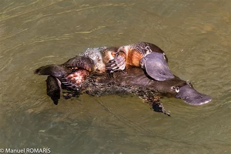 Platypus Mating Eungella Np Australia Manuel Romaris Flickr