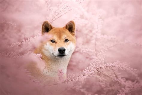 Shiba Inu Shiba Inu Iphone Akita Inu Hd Hintergrundbild Pxfuel