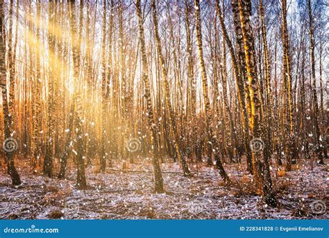 Sunset Or Sunrise In A Birch Grove With A Falling Snow Rows Of Birch