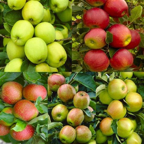 Apple Tree Multi Variety Fruit Tree Apple 5 Varieties On One Tree