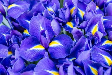 Blue Flower Irises — Stock Photo © Dovapi 70268739