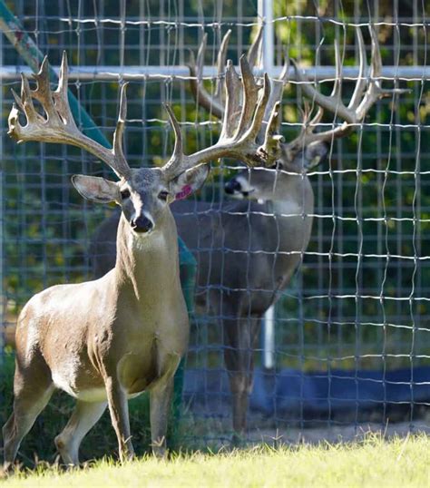 M3 Whitetailsoutstanding In Their Field Deer Breeder In Texas
