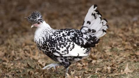 15 outlandish chicken varieties mental floss