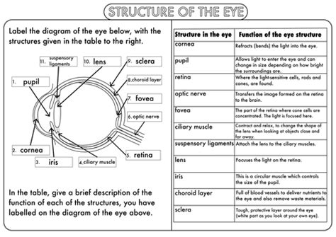 Gcse Nervous System The Eye By Beckystoke Teaching Resources Tes