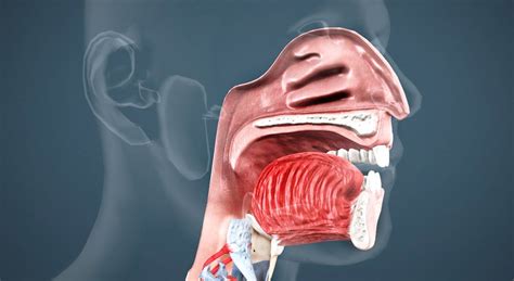 Pptx Anatomy Of Oral Cavity Pharynx Oesophagus Dokumen Tips The Best
