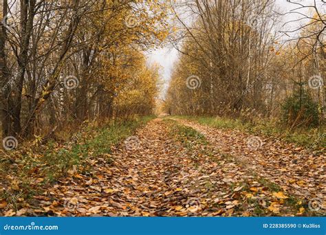 Autumn Forest Landscape Open Forest Road Strewn With Fall Red Yellow