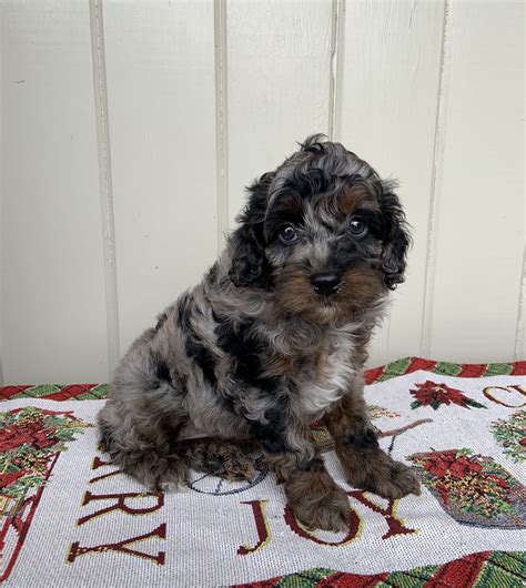 Teddy Cockapoo Puppy For Sale In Ephrata PA Lancaster Puppies