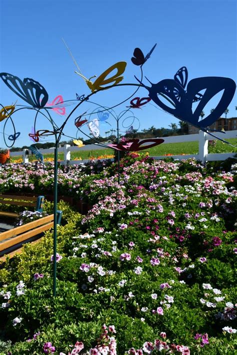Butterfly Garden At The Flower Fields In Spring In Carlsbad California
