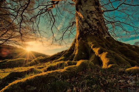 Celtic Mythology Five Sacred Guardian Trees Of Ireland Stair Na