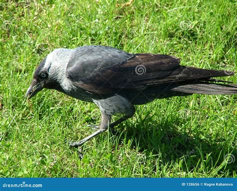 Crow In The Grass Royalty Free Stock Image Image 128656