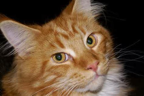 Learn more about the maine coon breed and find out if this cat is the right fit for your home at petfinder! Maine Coon Cat Personality, Characteristics and Pictures ...