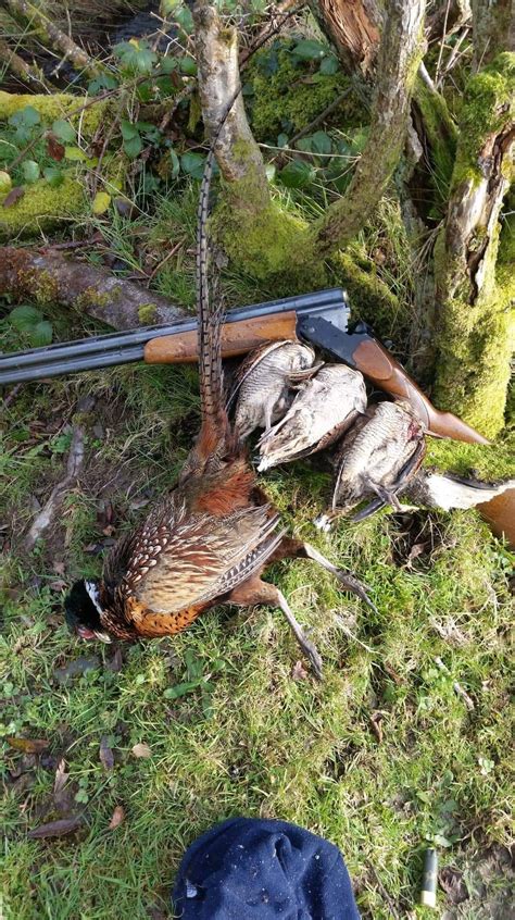 Wild Duck Game Hunting Ireland