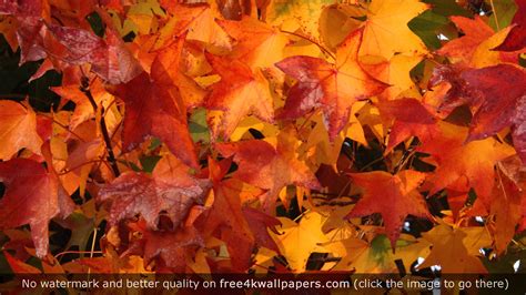 Too Many Leaves Fall Wallpaper Widescreen Wallpaper Images Wallpaper Leaf Wallpaper Fall