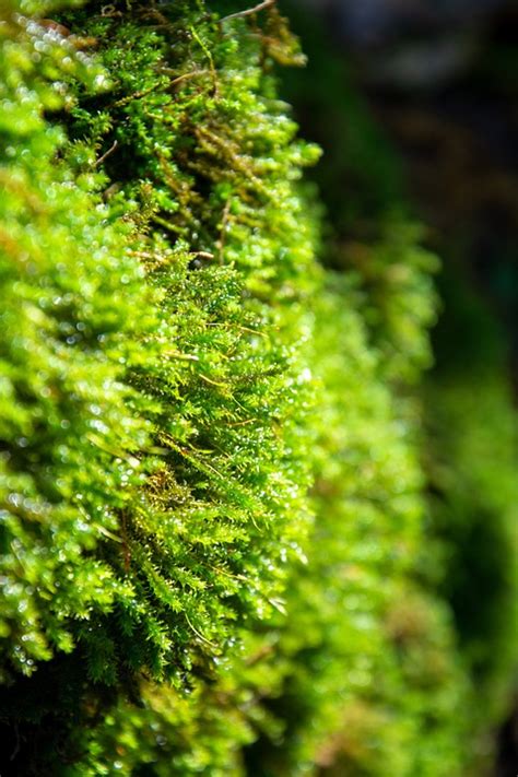Moss Tree Forest Free Photo On Pixabay Pixabay