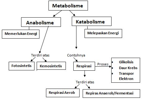 Perbedaan Anabolisme dan Katabolisme - MARKIJAR.Com