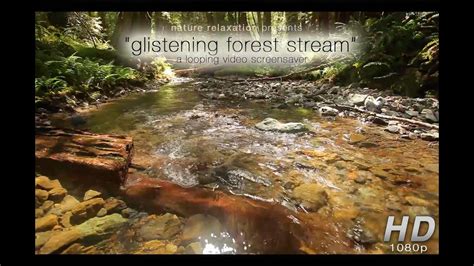 Glistening Forest Sream Perfect Hd Screensaver Nature