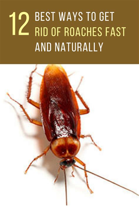 12 Unique Ways To Naturally Get Rid Of Roaches In Your Home