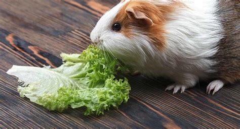 This brand of food is made explicitly for older guinea pigs. Vitamin C For Guinea Pigs - A Vital Supplement For Staying ...