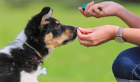 General comfort of your dog. How Much to Tip Dog Trainers and When Should You NOT Tip Them