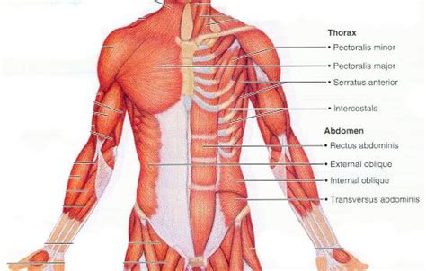 Muscles Of The Chest Abdomen And Thigh Chest And Abdomen Muscles
