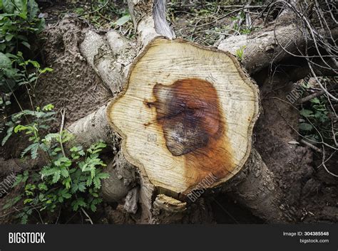 Dead Tree Stump On Image And Photo Free Trial Bigstock
