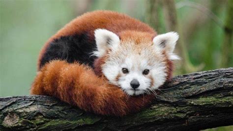 5 Fakta Unik Panda Merah Ternyata Ditemukan Lebih Dulu Dari Panda