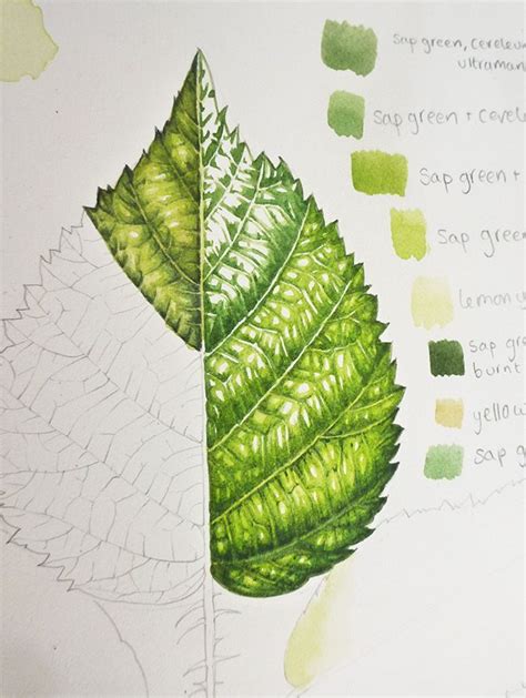 Botanical Illustration Step By Step Painting Of Leaves Lizzie Harper