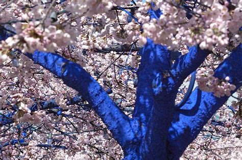 Stunning Electric Blue Trees Spring Up In Seattle The Blue Trees By