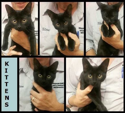 Adopt Me Five Black Kittens All Adopted Sault Ste Marie News