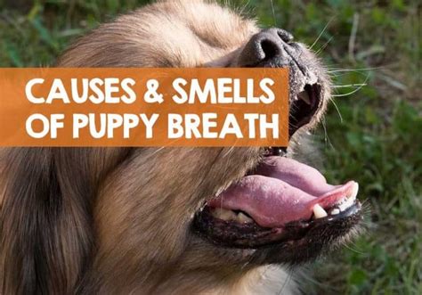 What Causes Puppy Breath What Does It Smell Like