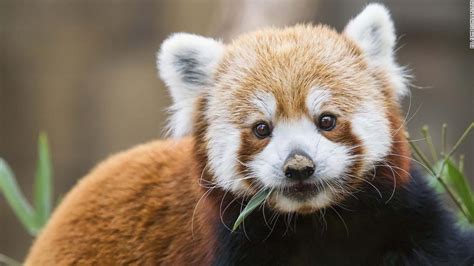 There Are Two Species Of Red Panda Not Just One Cnn