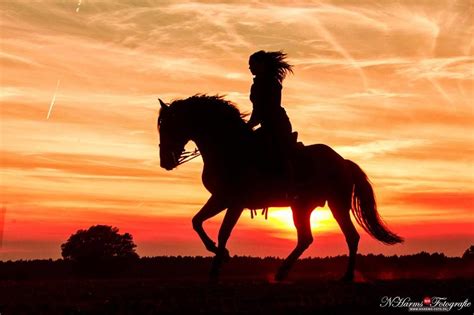 Pin By Swolsgirl On Sunrisesunset Horses Horse Photography Horse