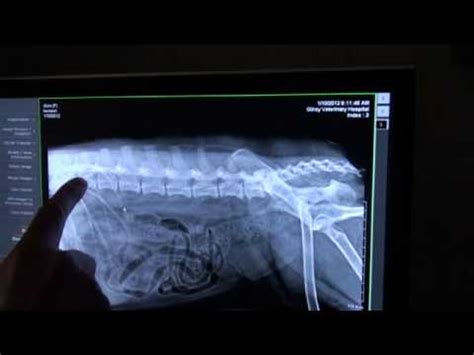 Understand the causes of cat limping. Limping dog: ACL Injury - YouTube